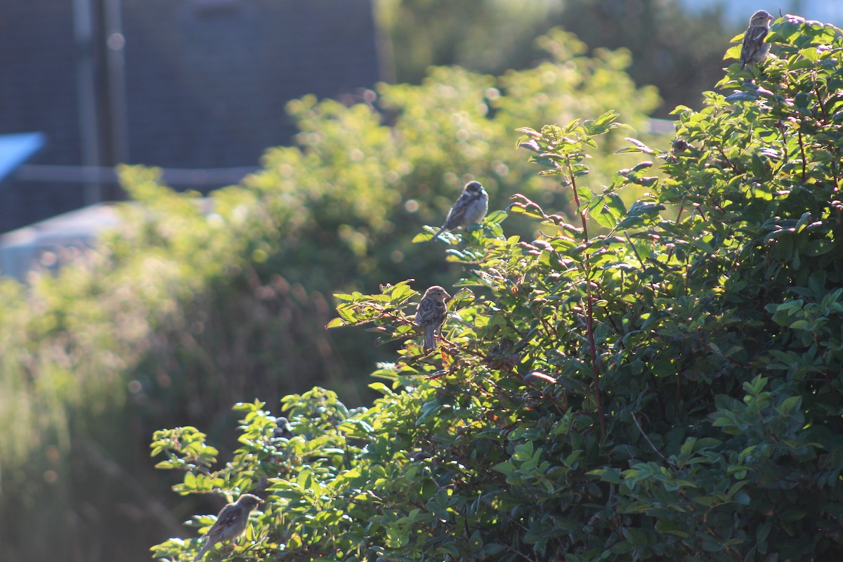 House Sparrow - ML546945671