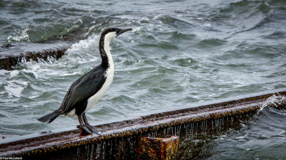 Black-faced Cormorant - paul mclelland