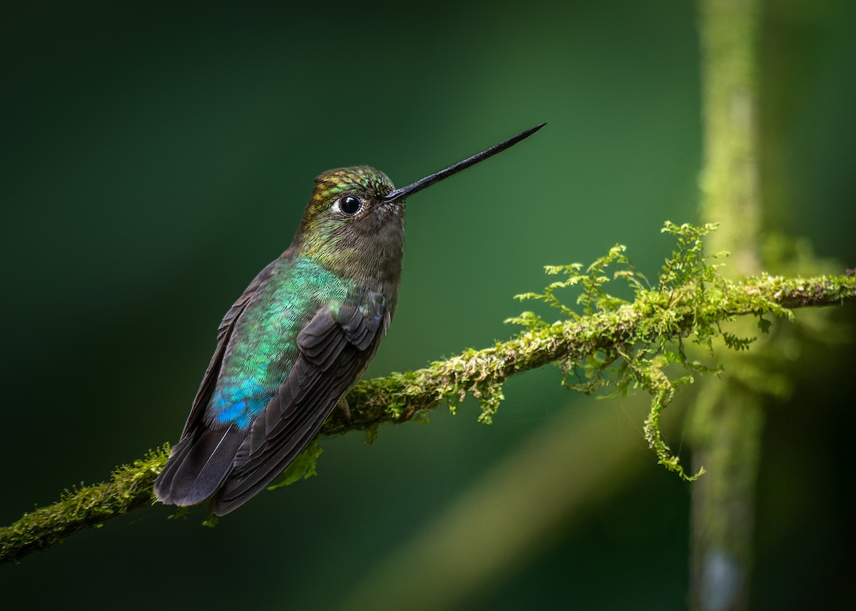 Green-fronted Lancebill - ML546947591