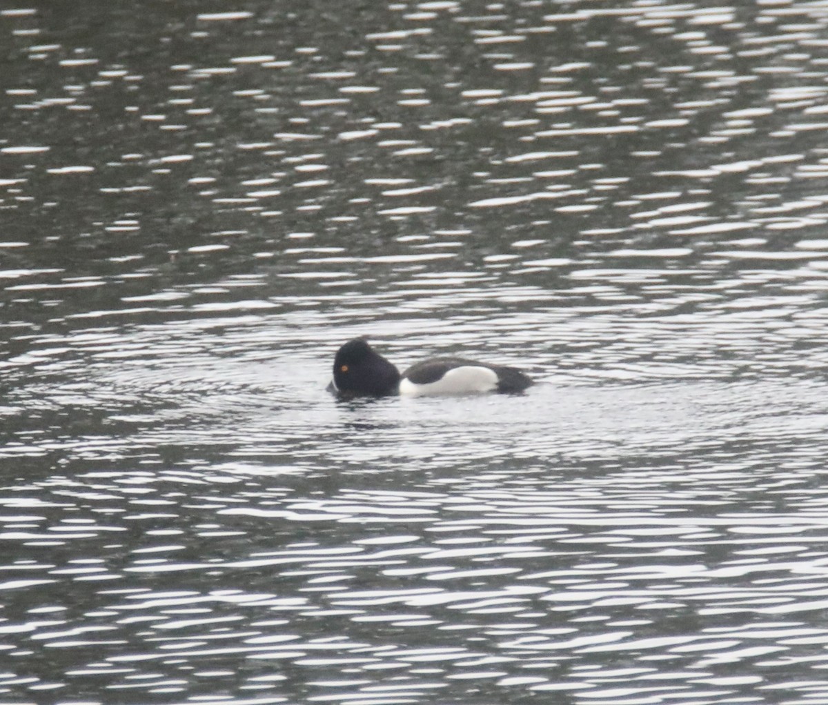 Ring-necked Duck - ML546948881