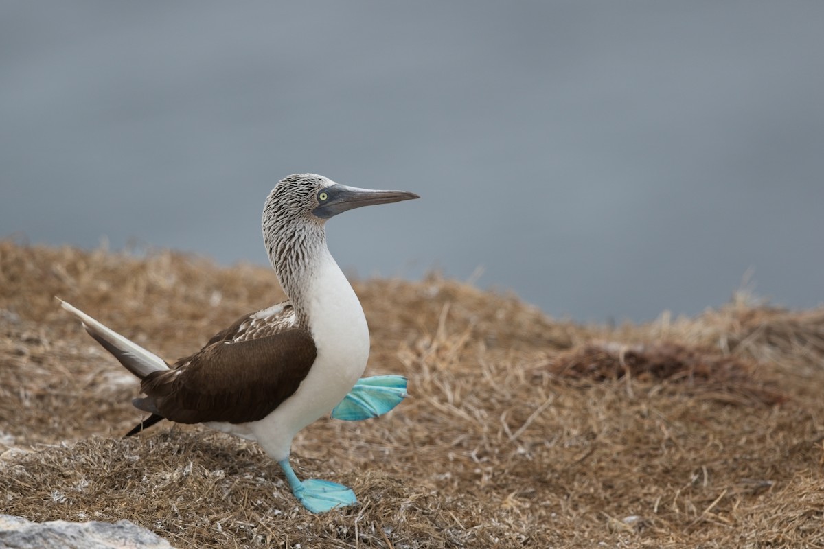 Blue-footed Booby - Nathan Hood