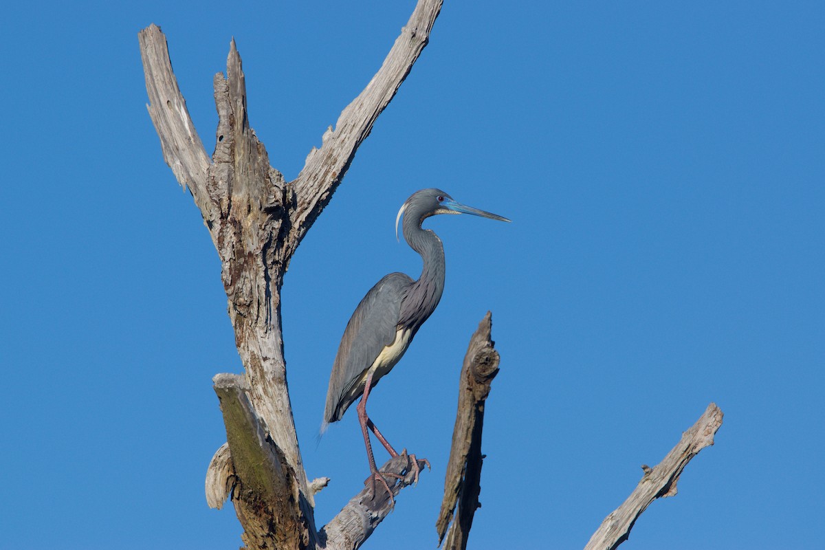 Tricolored Heron - ML54695091