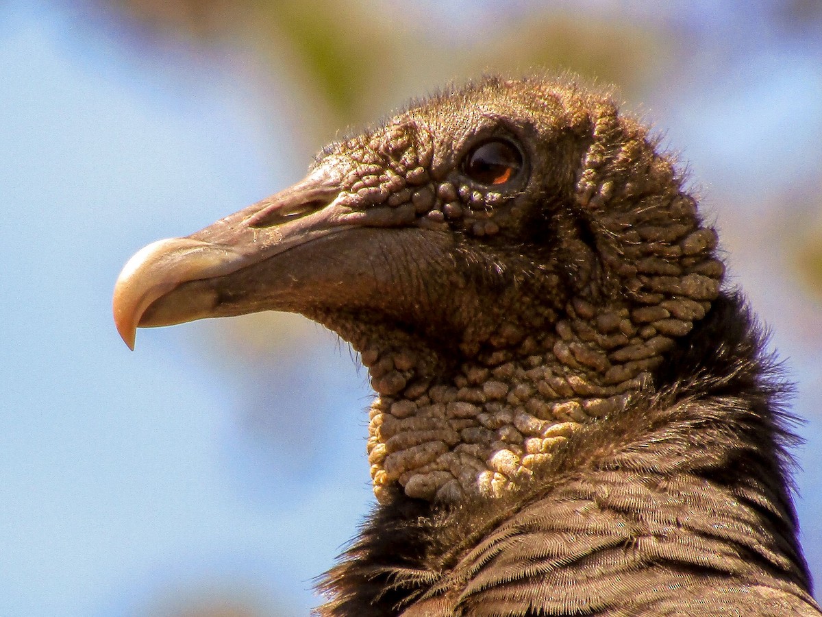Black Vulture - Steven Biggers