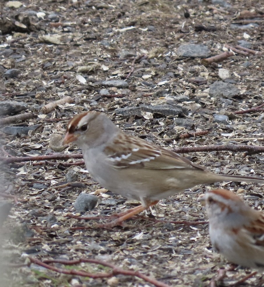 White-crowned Sparrow - ML546952211