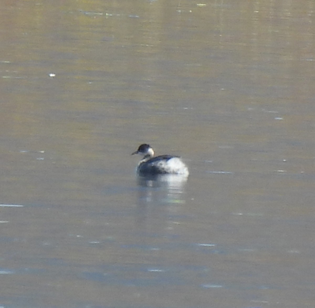 Eared Grebe - ML546952281