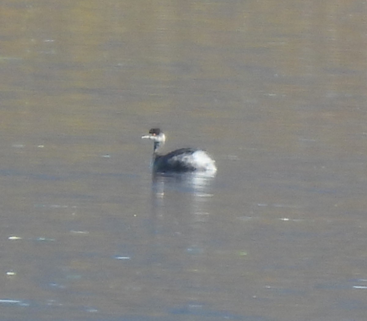 Eared Grebe - ML546952291