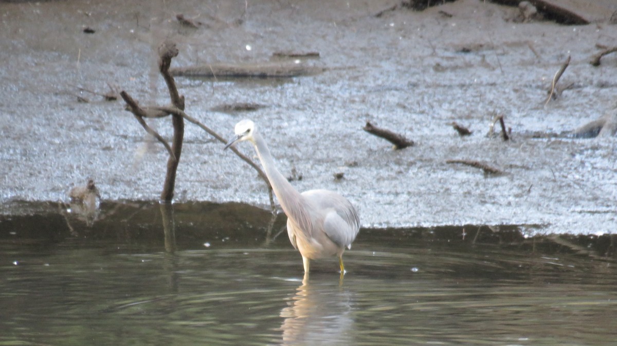 White-faced Heron - ML546952341