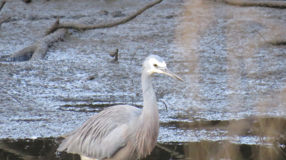 White-faced Heron - ML546952361