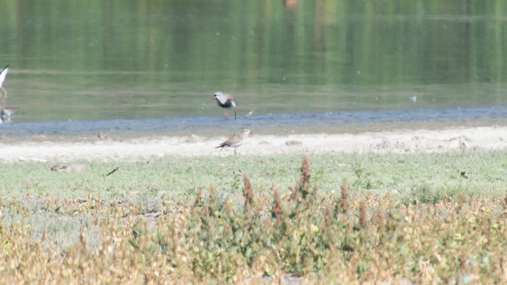 American Golden-Plover - ML546952441