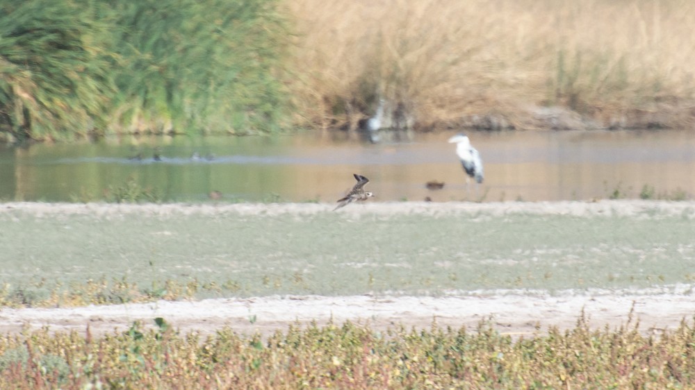 American Golden-Plover - ML546952481