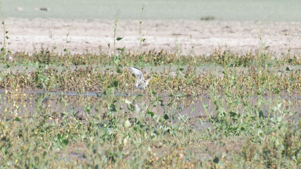 American Golden-Plover - ML546952511