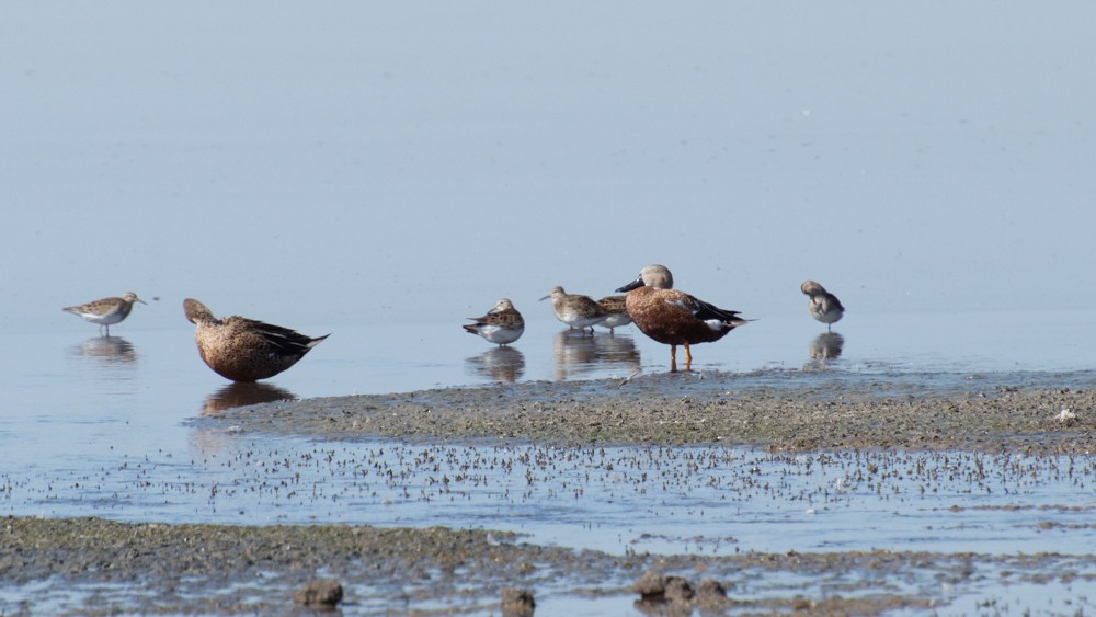 Pectoral Sandpiper - ML546952561