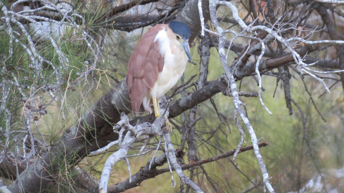 Nankeen Night Heron - Sujan Henkanaththegedara