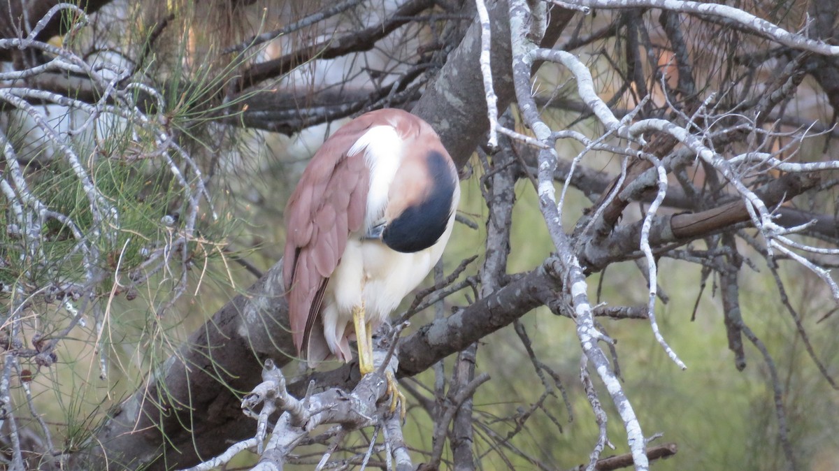 Nankeen Night Heron - ML546952671