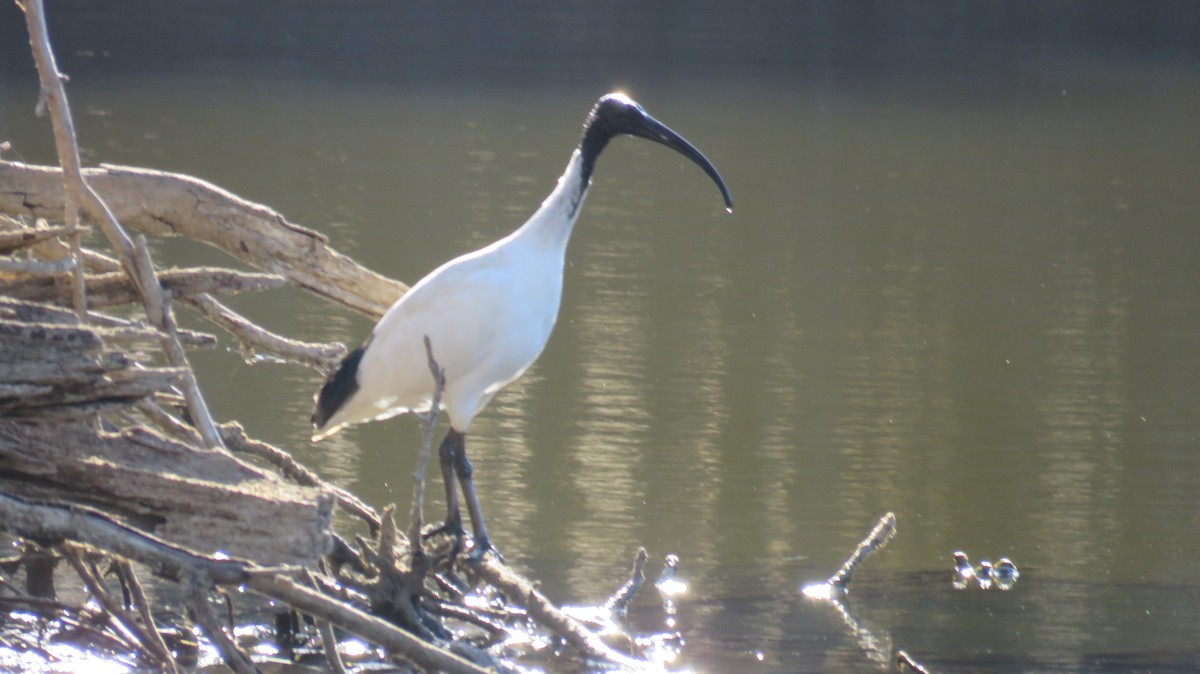 Ibis à cou noir - ML546952781