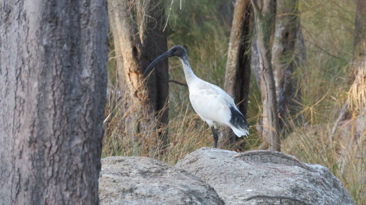 Ibis à cou noir - ML546952791