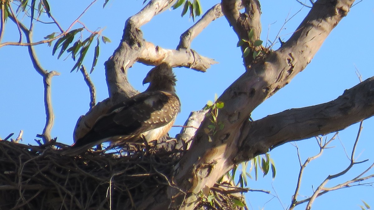 Whistling Kite - ML546952971