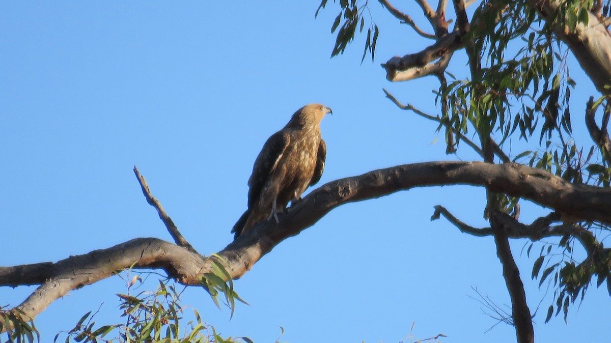 Whistling Kite - ML546952981