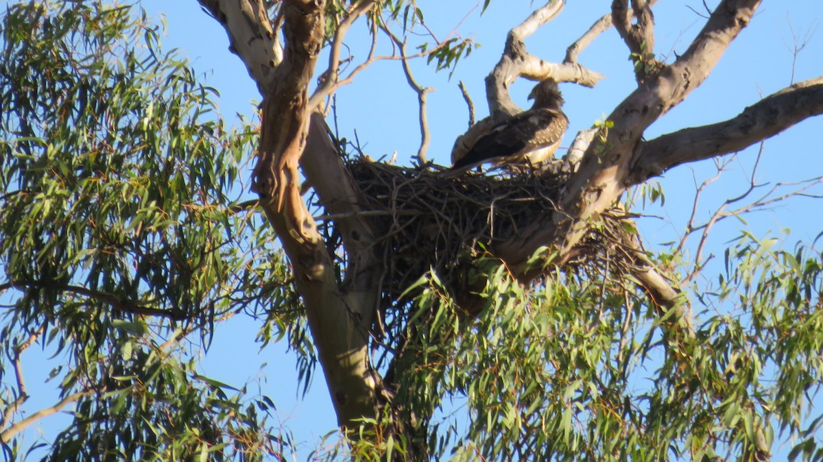 Whistling Kite - ML546953121