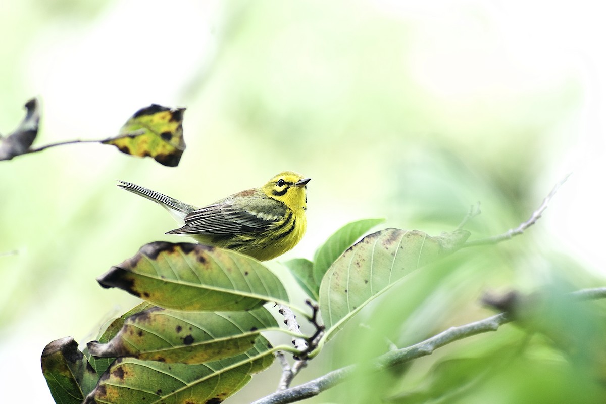 Prairie Warbler - Roberto Jovel