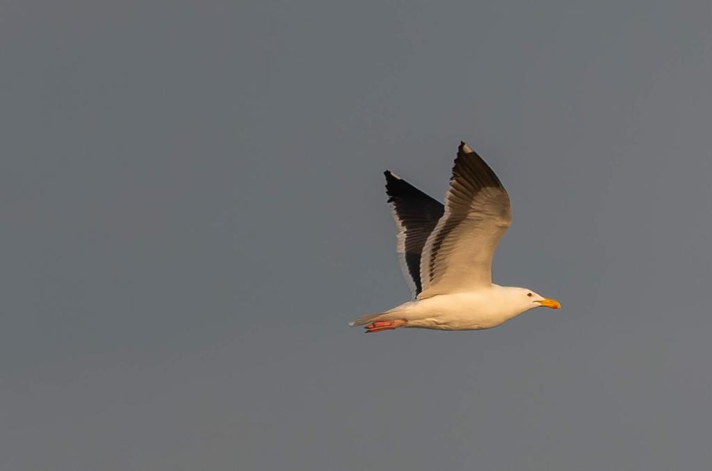 Western Gull - ML546953401