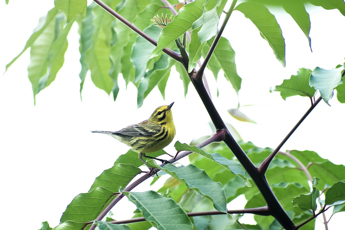 Prairie Warbler - Roberto Jovel