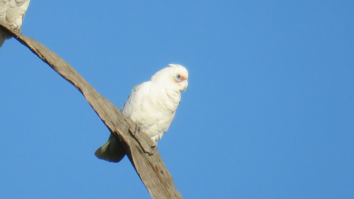 Cacatúa Sanguínea - ML546954031