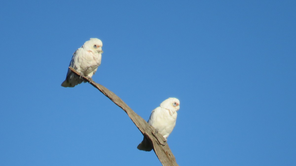 Cacatúa Sanguínea - ML546954061