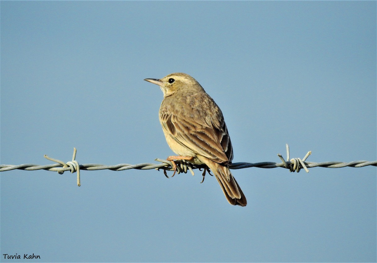 Long-billed Pipit (Middle Eastern) - ML546954081