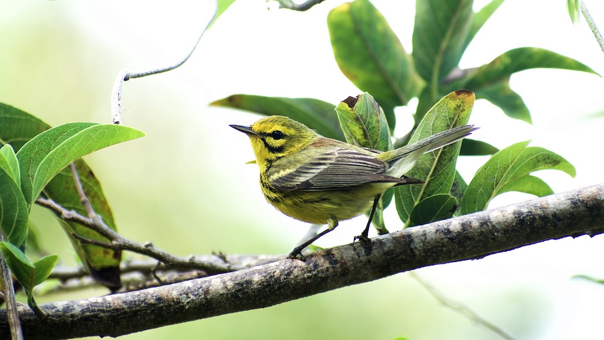 Prairie Warbler - Roberto Jovel