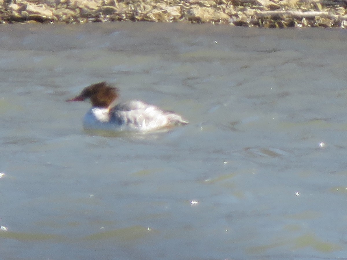 Common Merganser - ML546954371