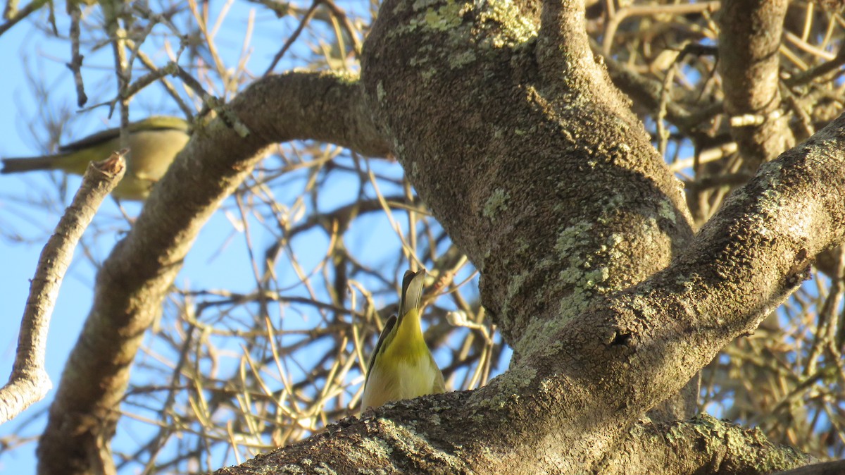 Graumantel-Brillenvogel - ML546954391