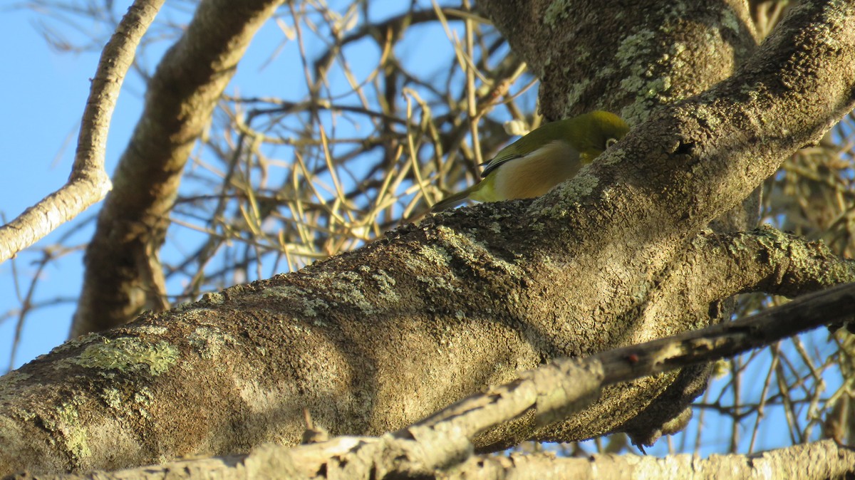 Silvereye - Sujan Henkanaththegedara