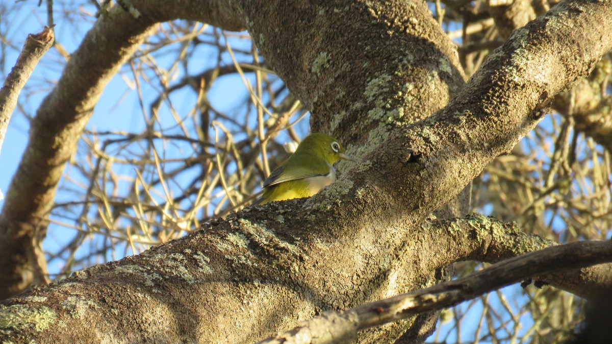 Zostérops à dos gris - ML546954411