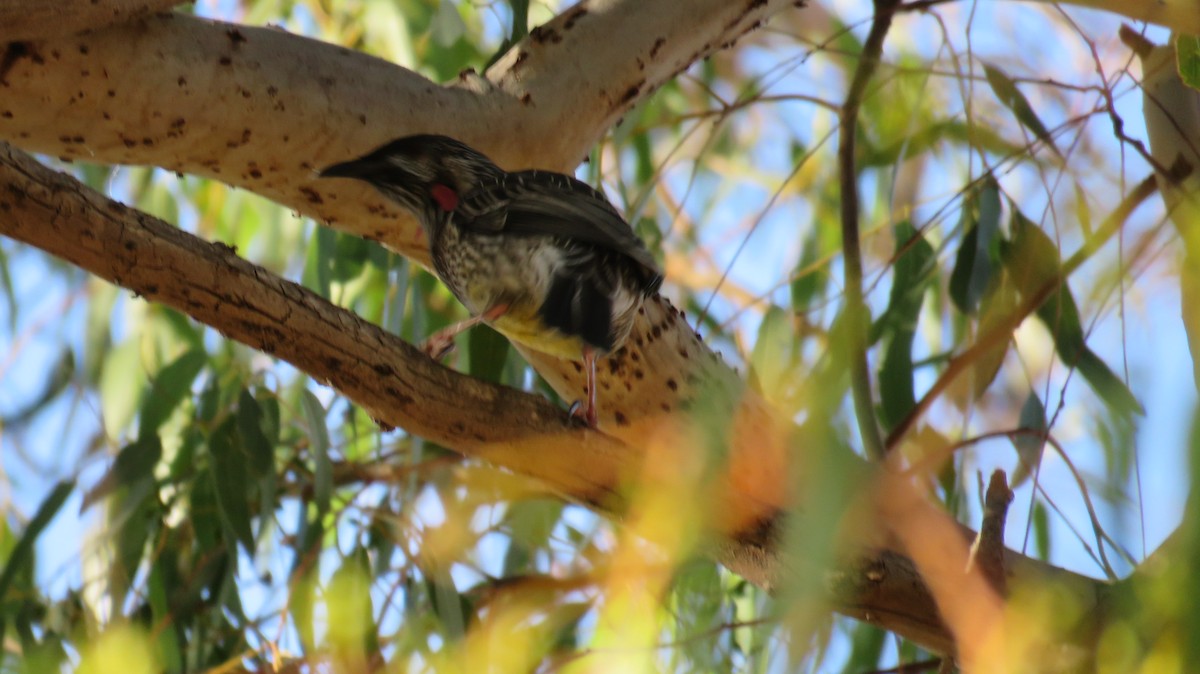 Red Wattlebird - ML546955381