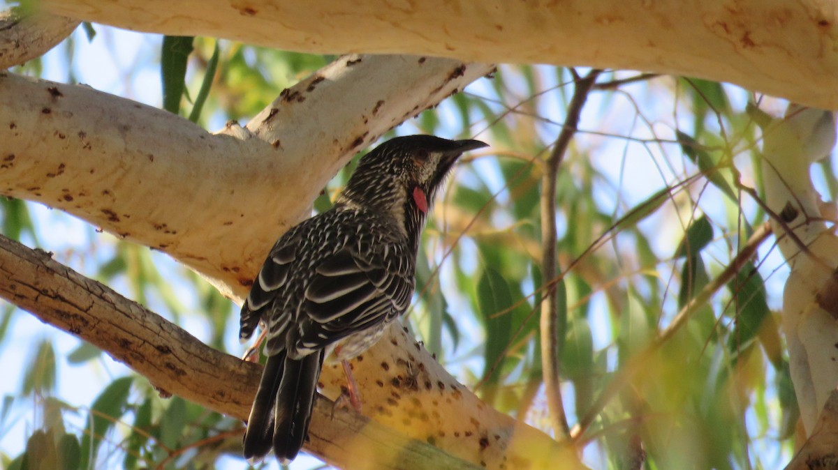 Red Wattlebird - ML546955391