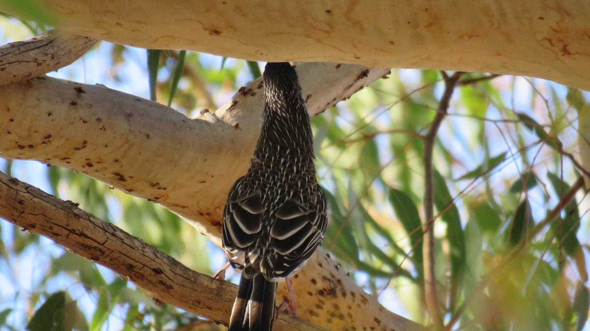 Red Wattlebird - ML546955401