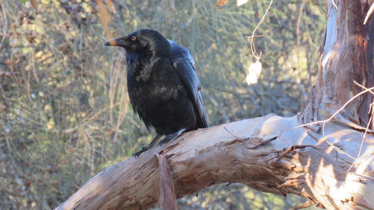 Corbeau d'Australie - ML546955521