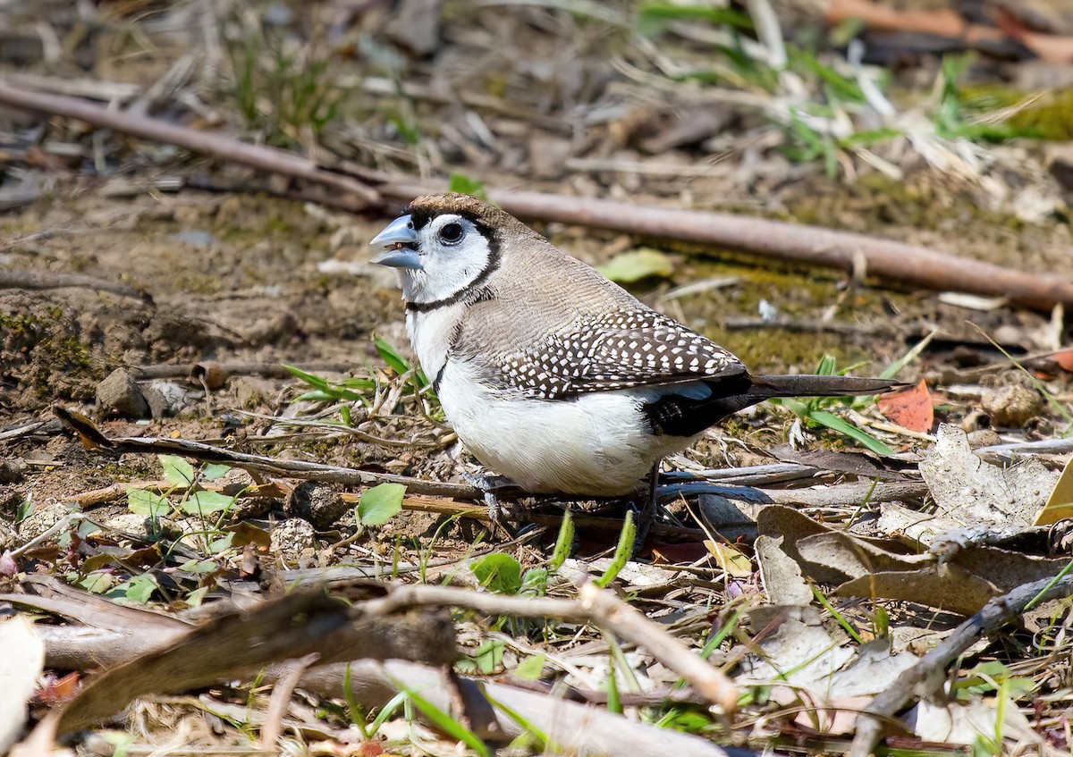 Double-barred Finch - ML546955741