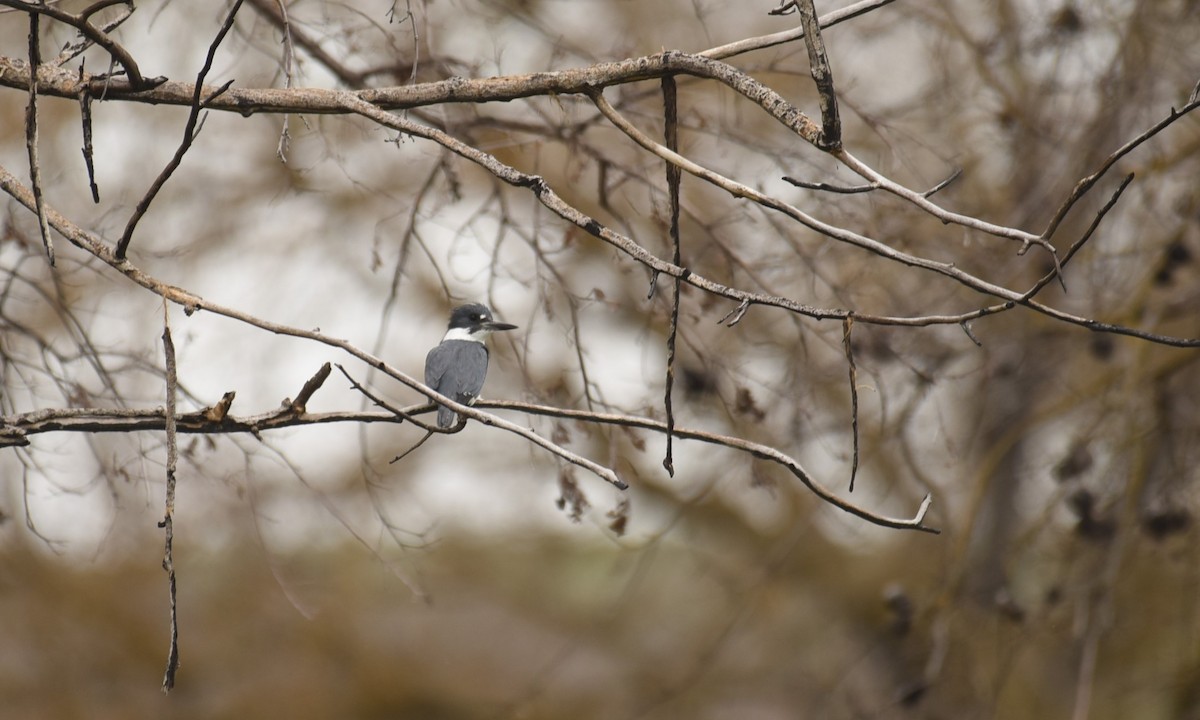 Belted Kingfisher - ML546956091