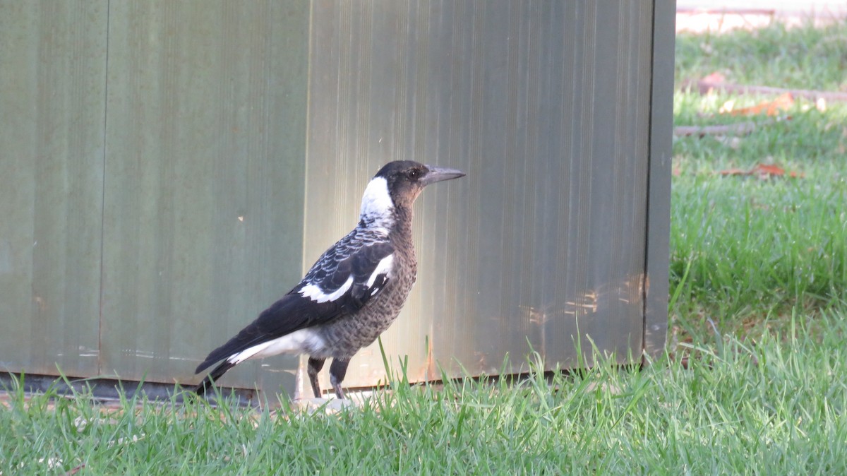 Australian Magpie - ML546956131