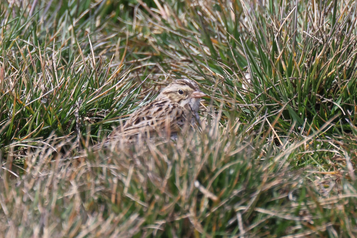 Savannah Sparrow - ML546956171