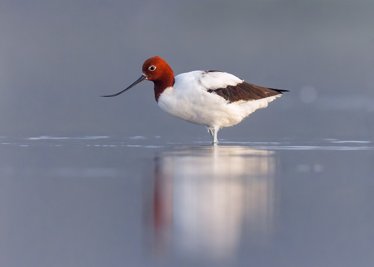 Red-necked Avocet - ML546956241