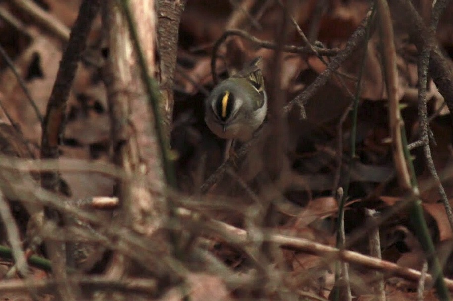 Golden-crowned Kinglet - ML546956251