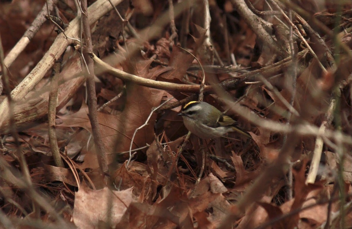 Golden-crowned Kinglet - ML546956261