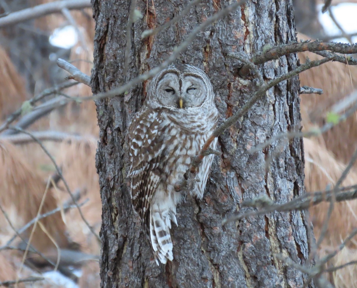 Barred Owl - ML546956361