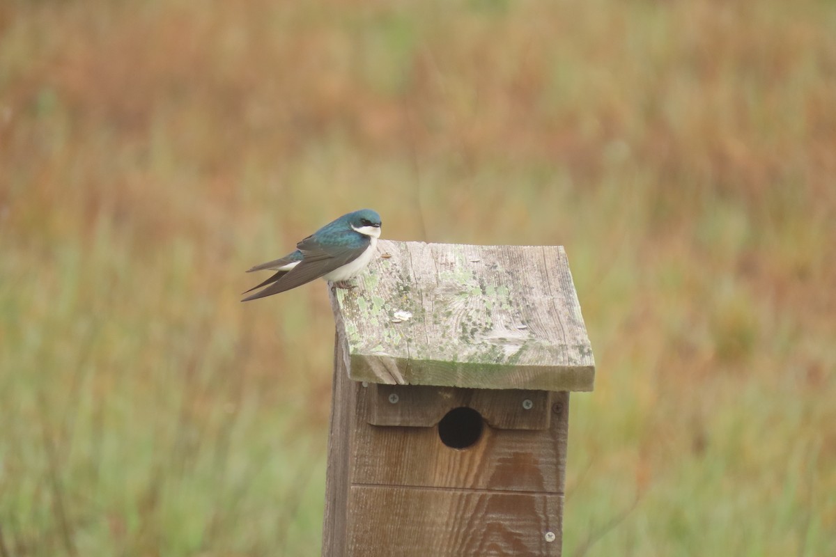 Tree Swallow - ML546957031