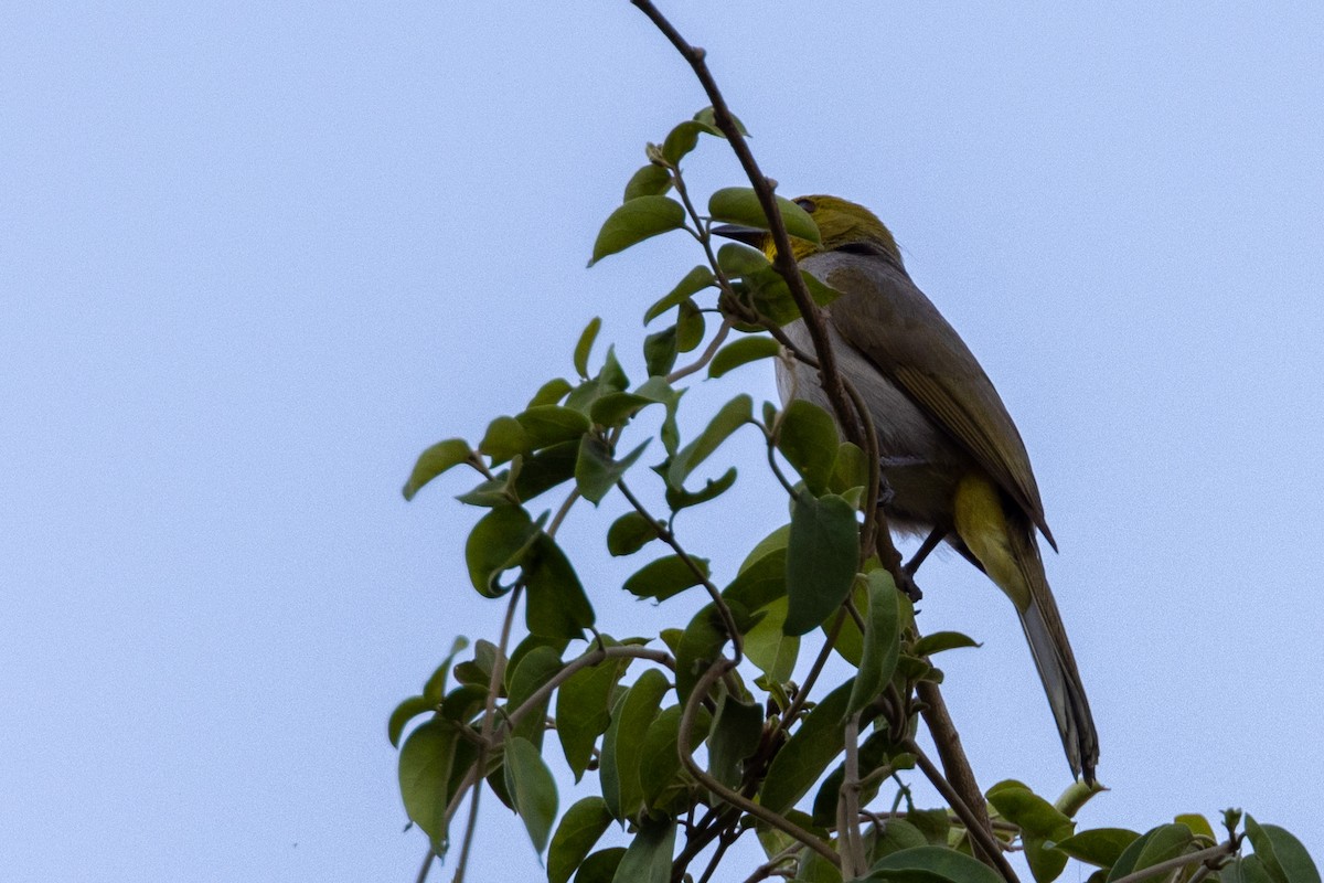 Bulbul à menton jaune - ML546957041