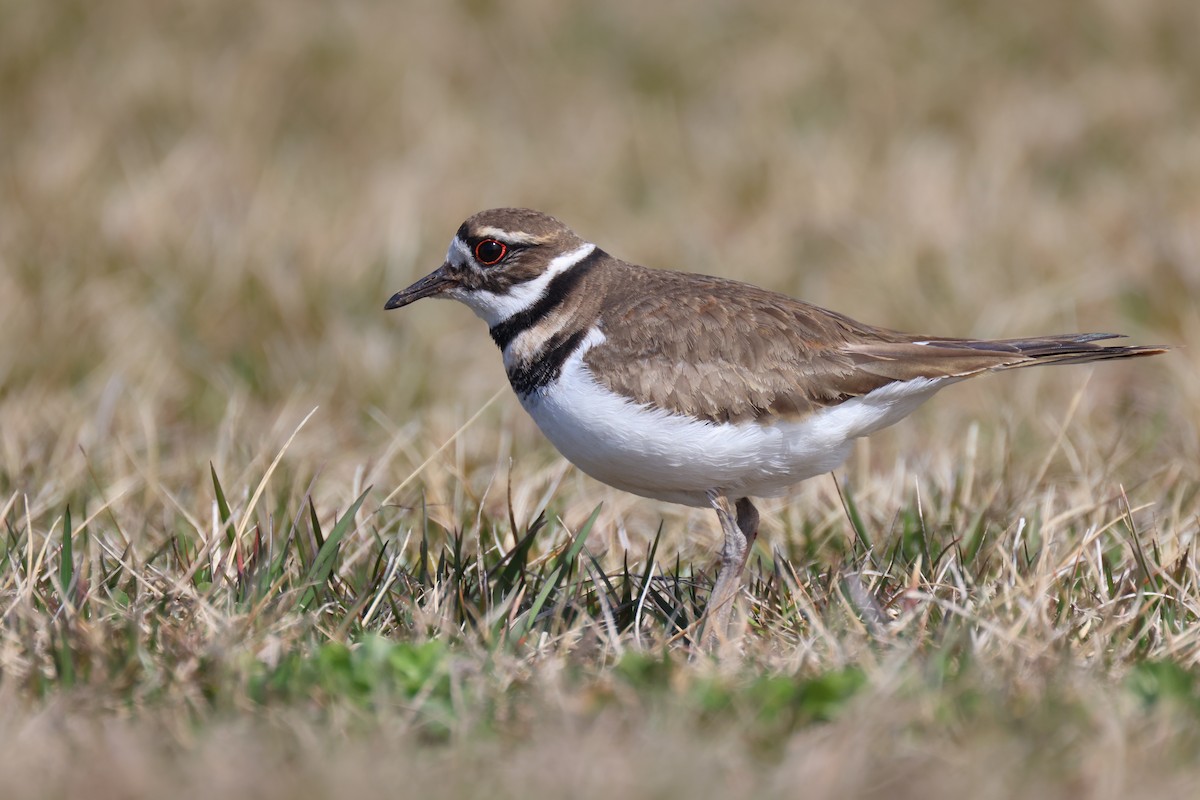 Killdeer - ML546957331