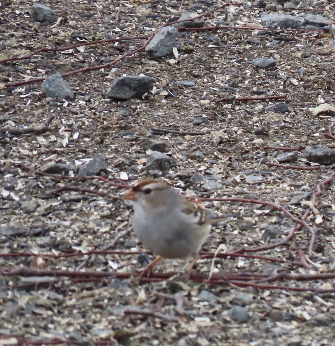 White-crowned Sparrow - ML546957361